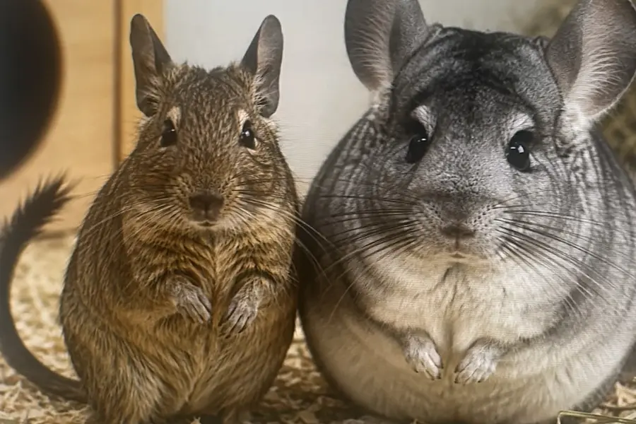 Degus & Chinchillas Betreuung