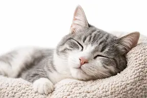 Stubentiger